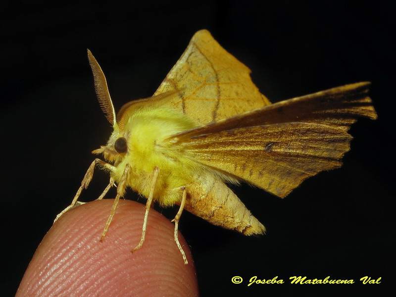 Ennomos alniaria (Geometridae)